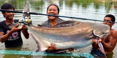 chao phraya catfish worlld record.jpg